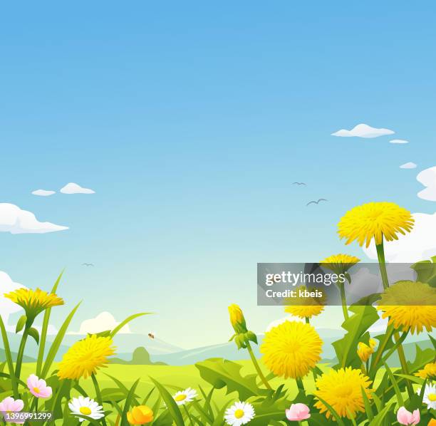 summer meadow with dandelions - bee flower stock illustrations