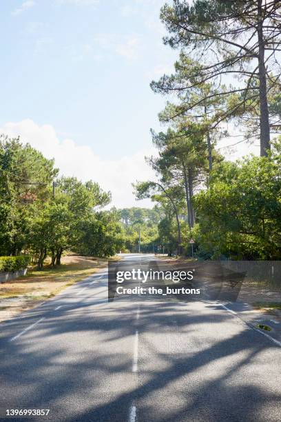 road through forest on a sunny day - pine woodland stock-fotos und bilder
