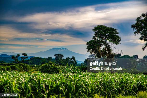 view of mount meru from arusha, tanzania - アルーシャ地区 ストックフォトと画像