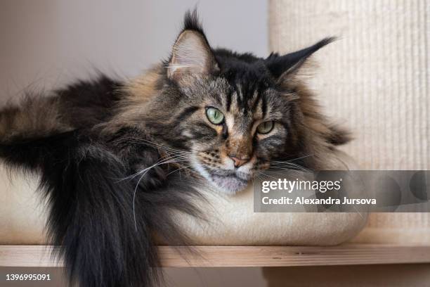 maine coon cat - maine coon katze stock-fotos und bilder