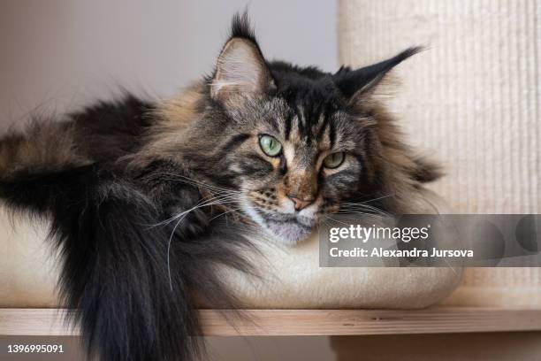 maine coon cat - maine coon cat imagens e fotografias de stock