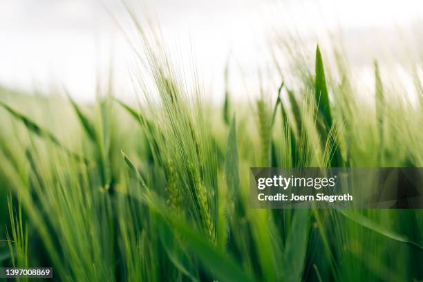 close-up of wheat growing on field - verde estágio de flora - fotografias e filmes do acervo