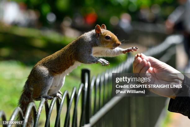 '' don't mind if i do! '' - nutquest for an eastern grey squirrel - st james park stockfoto's en -beelden