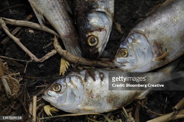 dead fish on the ground - animal muerto fotografías e imágenes de stock