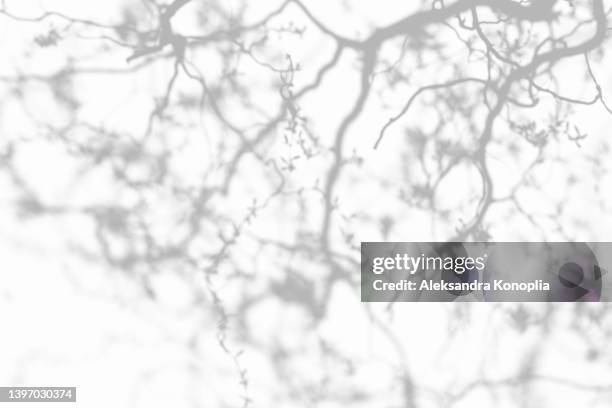 shadows of thin tree branches with buds on a white wall - white willow leaves stock pictures, royalty-free photos & images