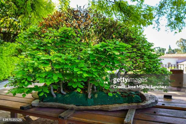 Small bonsai tree grown outdoors in lush oriental garden.