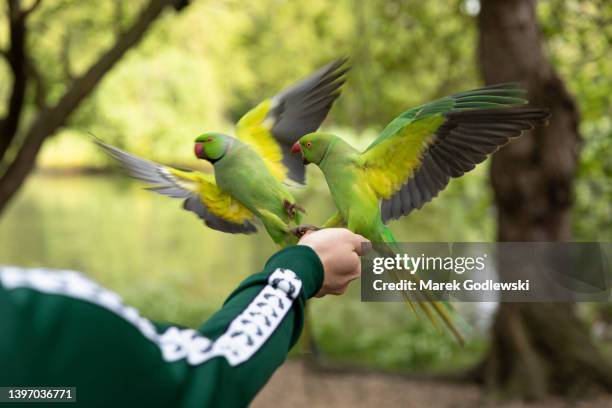 ring-necked parrots of london in st. james's park - london bird view stockfoto's en -beelden