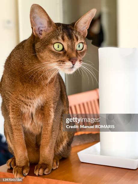 abyssinian cat - purebred cat bildbanksfoton och bilder