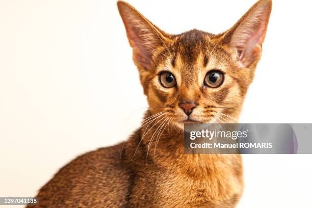 abyssinian cat - abyssinian cat stock-fotos und bilder