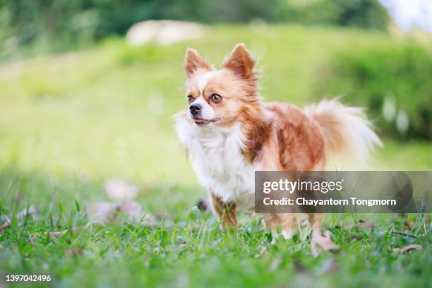 happy a little dog is walking among the meadow in the morning. - chihuahua dog stock-fotos und bilder