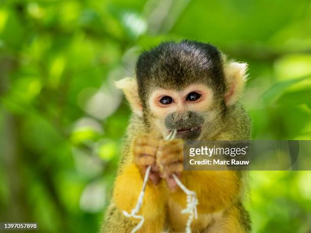 a funny and cute little squirrel monkey gnawing on a small piece of rope - dödskalleapa bildbanksfoton och bilder