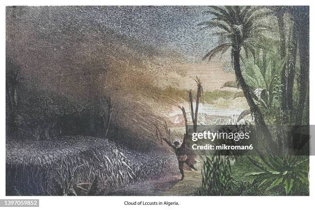 old engraved illustration of cloud of locusts in algeria - pest foto e immagini stock