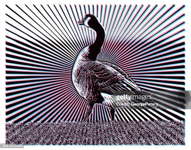 stereoscopic illustration of one canada goose standing - goose stock illustrations stock illustrations