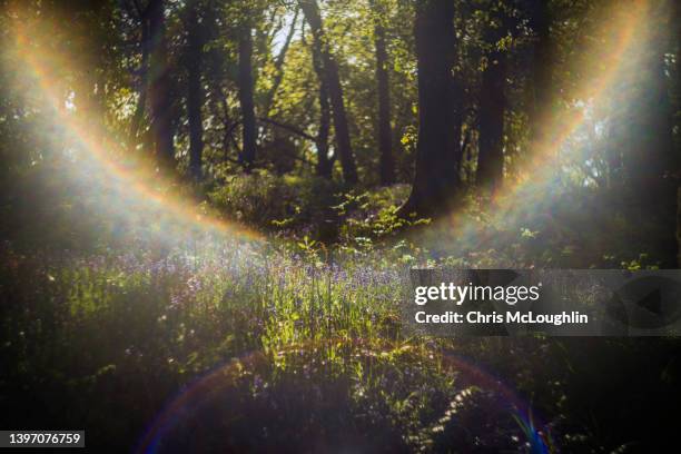 woodland with bluebells in the early evening light - bluebell woods imagens e fotografias de stock