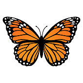 Monarch butterfly. Vector illustration isolated on white background