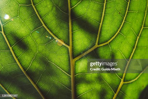 view of a leaf's veins. - nachhaltigkeit stock-fotos und bilder