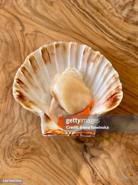 raw scallop - muschel freisteller stock-fotos und bilder