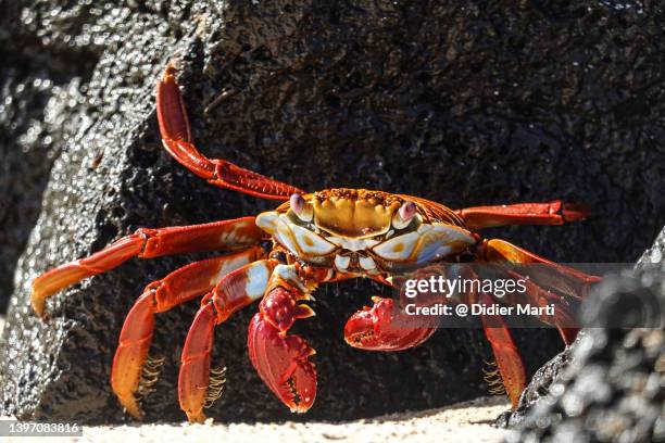 crab in the galapagos island, ecuador. - santa cruz island galapagos islands stockfoto's en -beelden