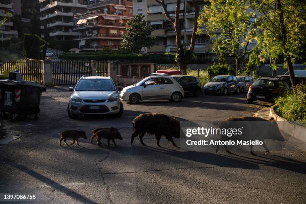 Wild boars with their humbugs cross the street in the red zone, on May 13, 2022 in Rome, Italy. Health authorities in the Lazio region around Rome...