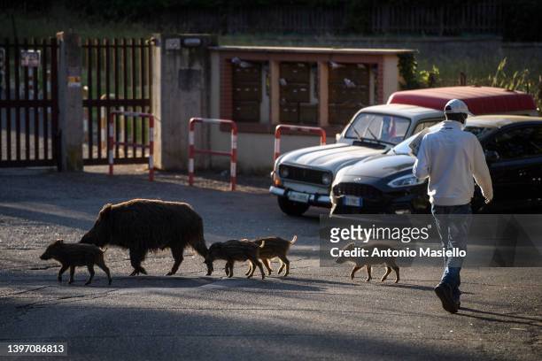 Wild boars with their humbugs cross the street in the red zone, on May 13, 2022 in Rome, Italy. Health authorities in the Lazio region around Rome...