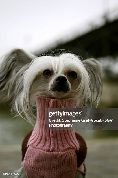 crested dog in paris wearing turtleneck sweater - turtleneck stock-fotos und bilder