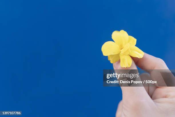 russian- ukrainian conflict childrens hand,holding a yellow flower - 外交 個照片及圖片檔