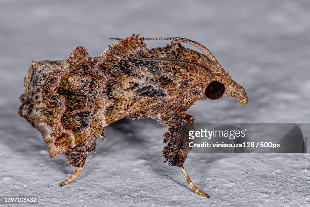 adult scaly-legged pyralid moth - pyralid moth stockfoto's en -beelden
