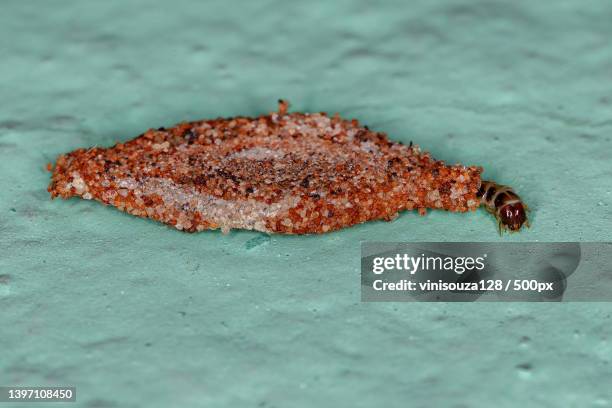 small caterpillar moth - bagworm moth 個照片及圖片檔