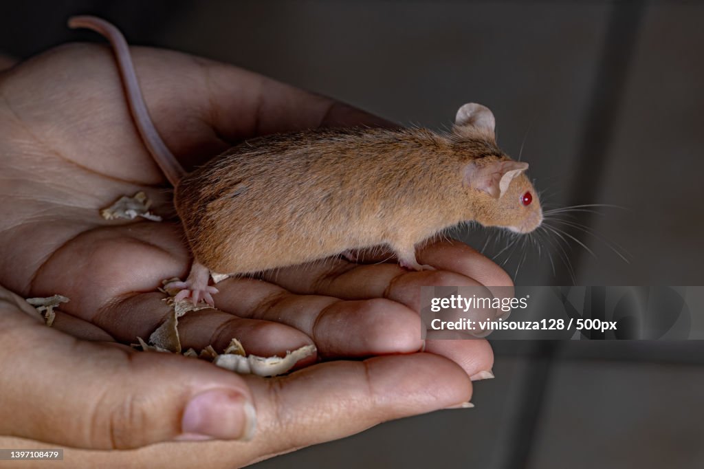 Small House Mouse,Close-up of hand holding rat