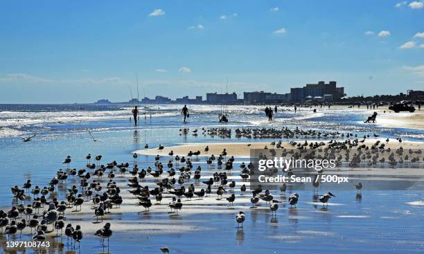 birds on the beach,scenic view of swans swimming in lake against sky,new smyrna beach,florida,united states,usa - ニュースムーナ・ビーチ ストックフォトと画像