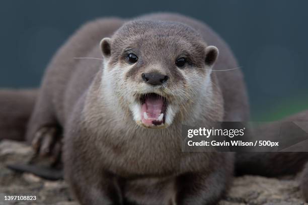 close-up portrait of meerkat - cute otter stock pictures, royalty-free photos & images