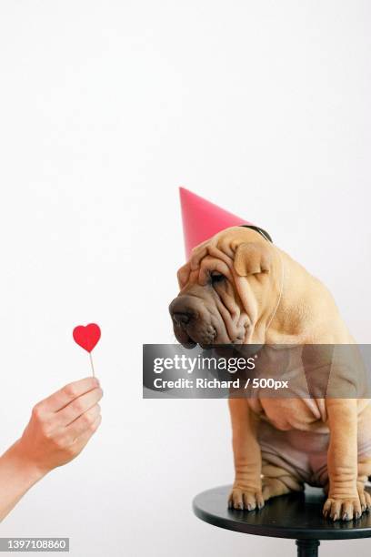 close-up of dog with heart shape and rose on white background - shar pei foto e immagini stock