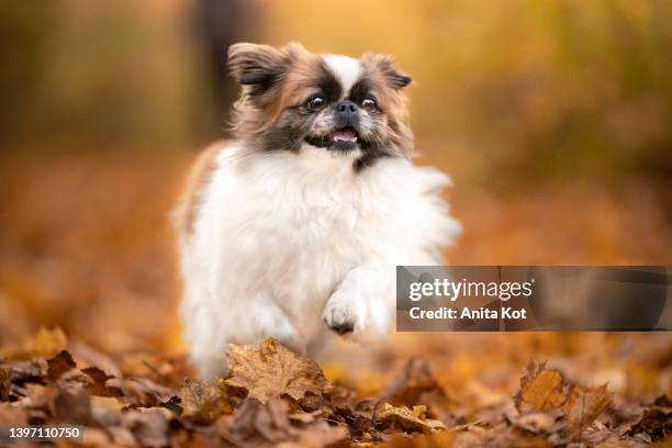 a dog running on autumn leaves - lap dog ストックフォトと画像