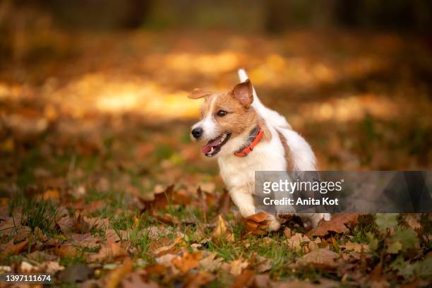 running jack russell terrier dog - terrier jack russell foto e immagini stock