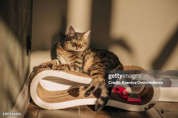 cute cat sharpening claws on scratching post - scratching post stock pictures, royalty-free photos & images