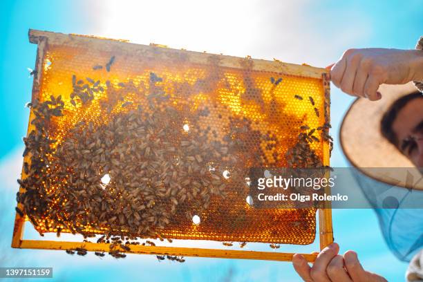 man in protective hat with grid removes a wooden frame with pollen and bees, looking through board - beeswax stock pictures, royalty-free photos & images
