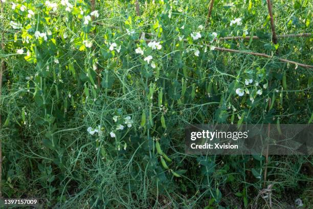 snow peas vegetable growing in the field - vagem chata imagens e fotografias de stock