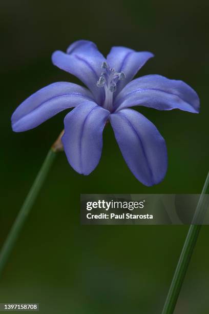 aphyllanthes monspeliensis (blue aphyllanthes, blue grass lily) - fleur flore stock-fotos und bilder