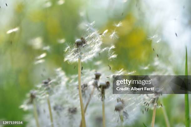 pusteblumen - dandelion wind stock pictures, royalty-free photos & images