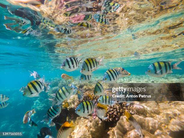 underwater scene with tropical fishes. snorkeling in the tropical sea. mexico - living coral stock pictures, royalty-free photos & images