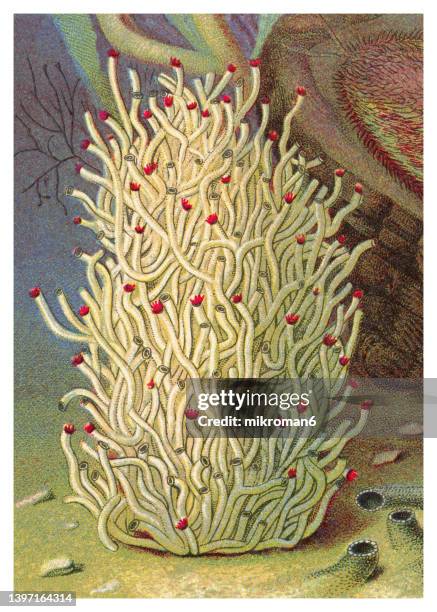 Hydroides Polychaete Worms Photos and Premium High Res Pictures - Getty Images