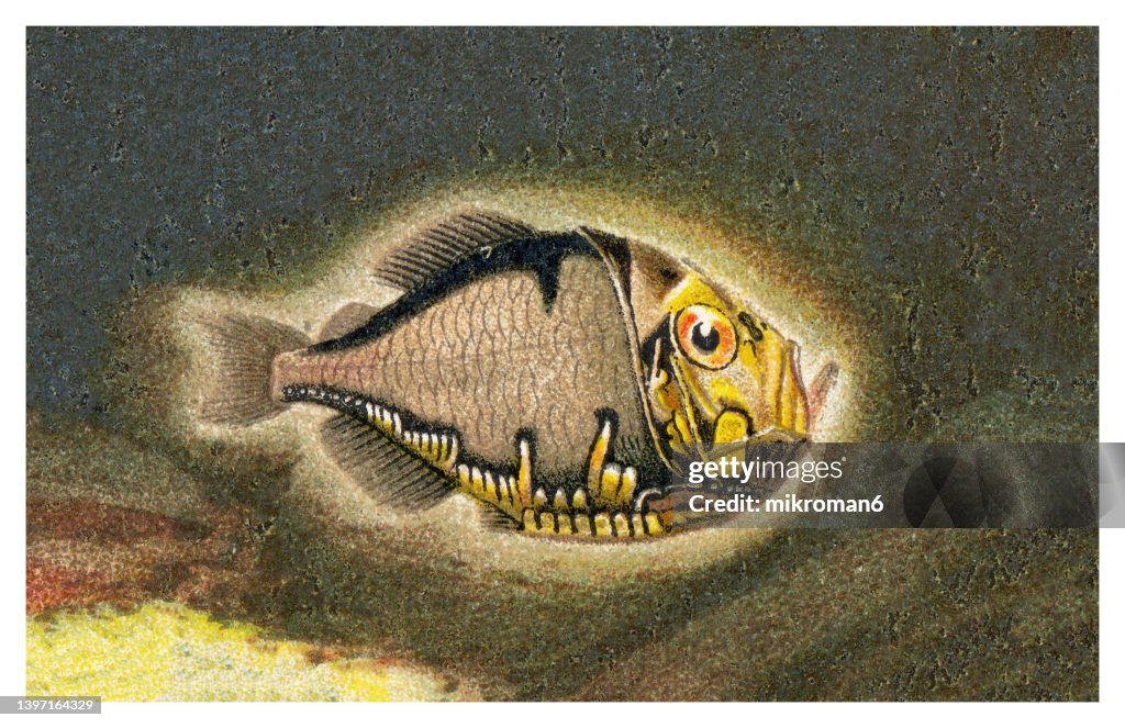 Old chromolithograph illustration of glowing animals - spiny hatchetfish (Polyipnus spinosus) - species of ray-finned fish in the family Sternoptychidae