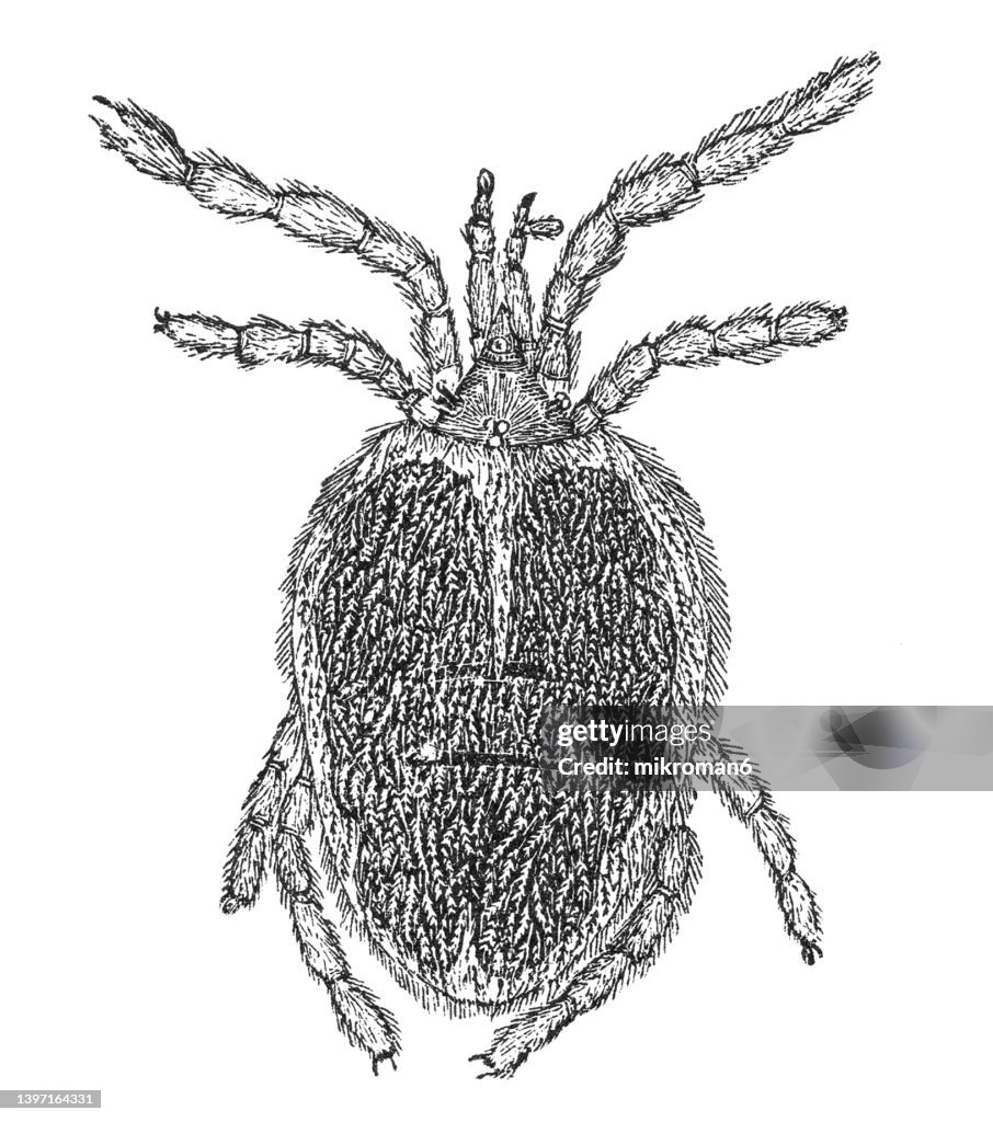 Old engraved illustration of Trombidiidae - red velvet mites, true velvet mites, or rain bug (Trombidium fuliginosum)