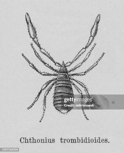 old engraved illustration of pseudoscorpion (chthonius trombidiodes) - pseudoscorpion stock pictures, royalty-free photos & images