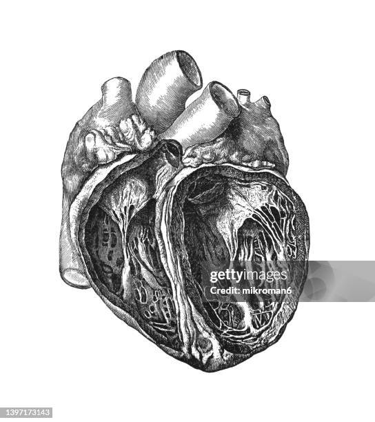 old engraved illustration of anatomy of human heart - human heart illustration stock pictures, royalty-free photos & images