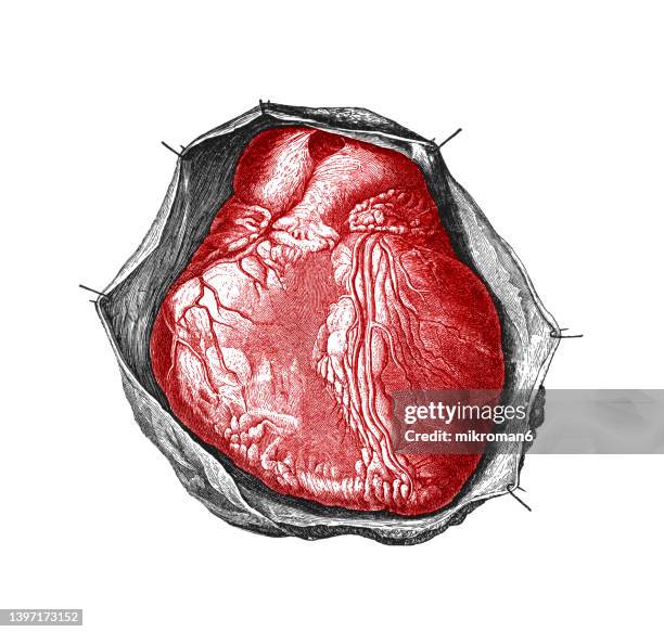 old engraved illustration of anatomy of human heart - coronary arteries diagram stockfoto's en -beelden