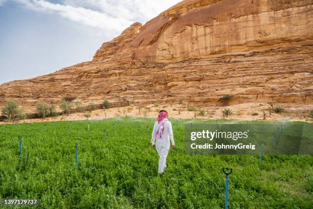 alfalfa growing in al-ula oasis beneath sandstone cliffs - al ula saudi arabia stockfoto's en -beelden