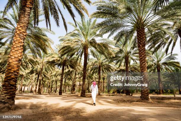 local man crossing palm grove in al-ula valley - ksa people stock pictures, royalty-free photos & images