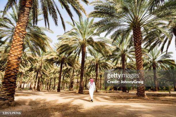 local man crossing palm grove in al-ula valley - al madinah bildbanksfoton och bilder