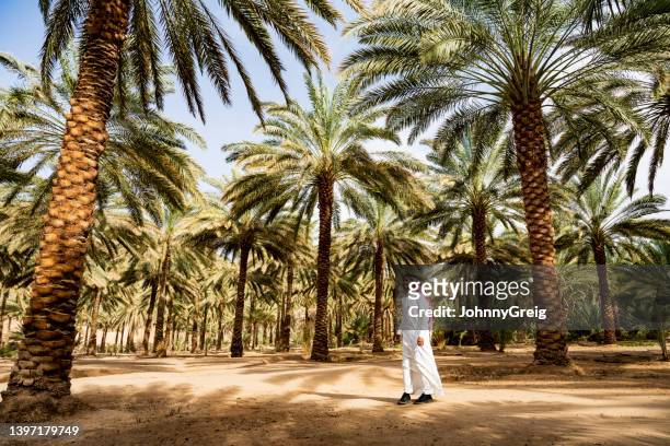 palmenhain beschattet jungen saudischen mann, der durch die oase geht - oase stock-fotos und bilder